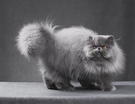 givenchy persian cat|Persian Cat: Breed Profile, Characteristics & Care .